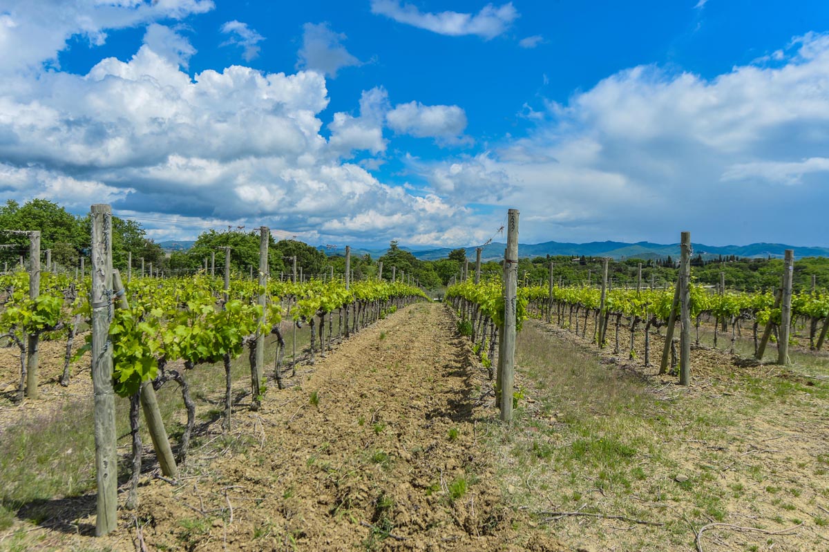 VINEYARDS WINERIES FOR SALE IN TUSCANY, ORGANIC WINE TUSCAN FARM FOR SALE